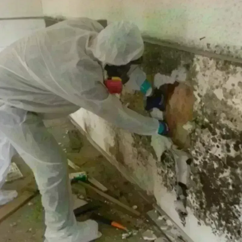 Mold Remediation and Removal in Hoxie, KS